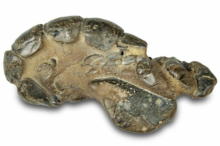 Fossil Mud Lobster (Thalassina) - Gunn Poin, Australia #307764